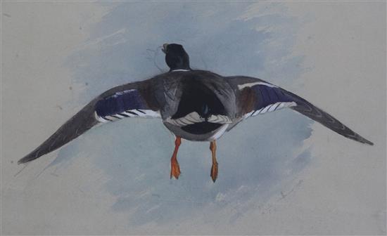 Archibald Thorburn (1860-1935) Mallard in flight 8 x 12.75in.